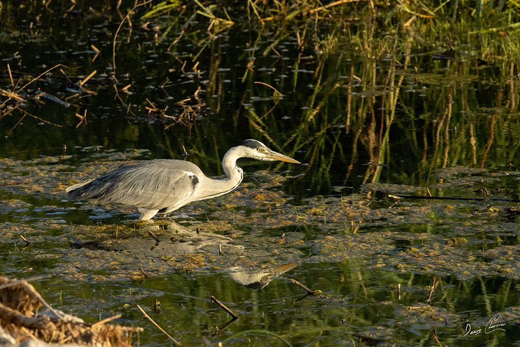Héron cendré pêchant dans la roselière du lac